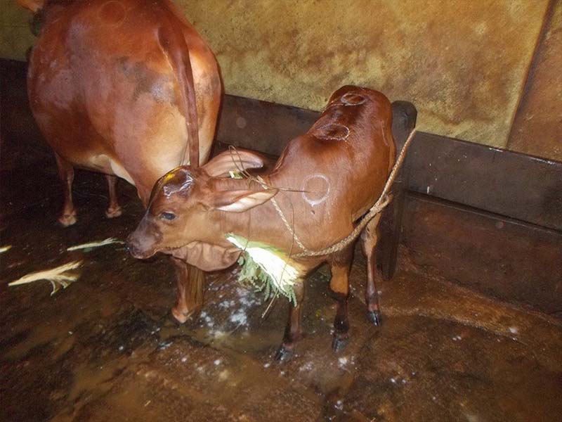 DIvagi Matha Goshale